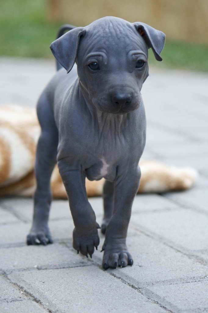 American Hairless Terrier Adoption