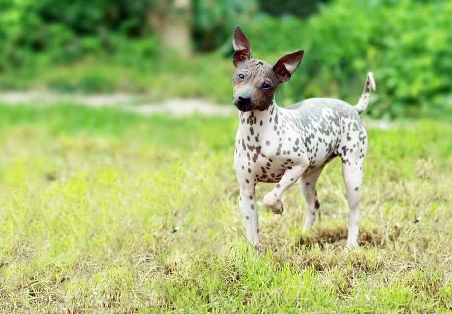 American Hairless Terrier Breeder