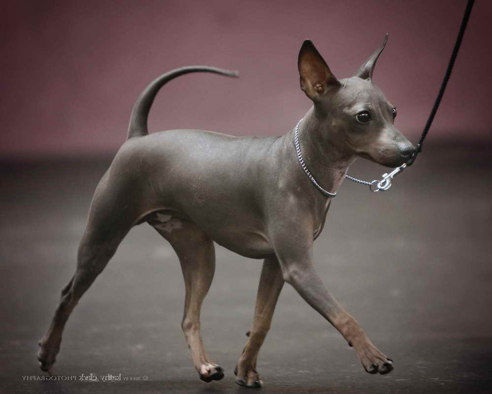 American Hairless Terrier Breeders Websites