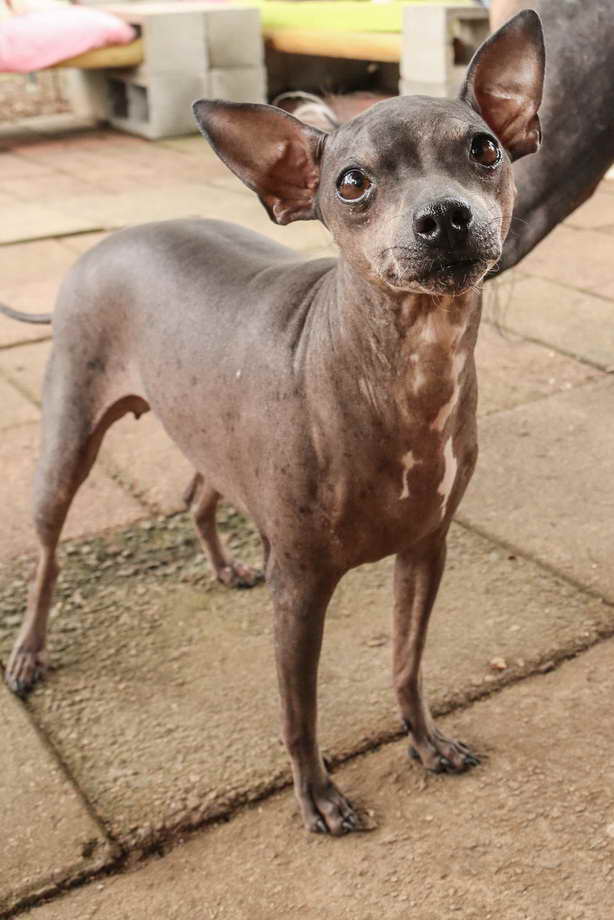 American Hairless Terrier For Adoption