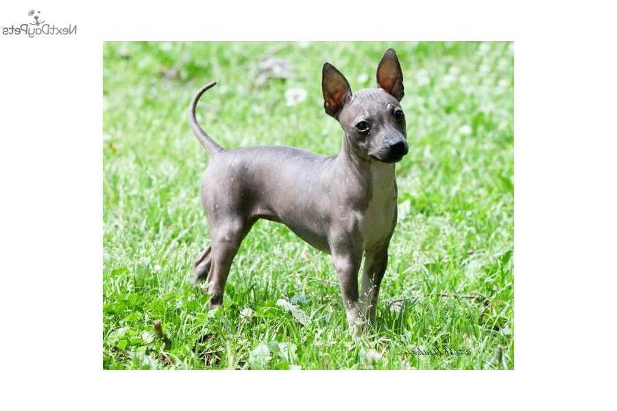 American Hairless Terrier Puppy For Sale