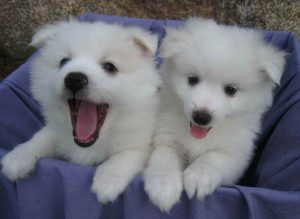 American Husky Puppies