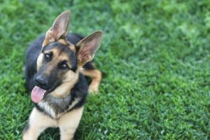 American Kennel Club German Shepherd
