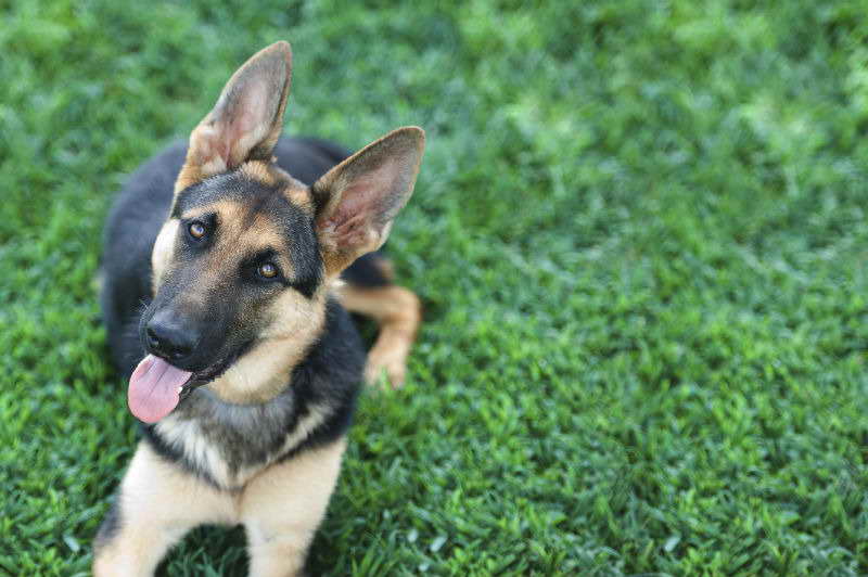 American Kennel Club German Shepherd PETSIDI