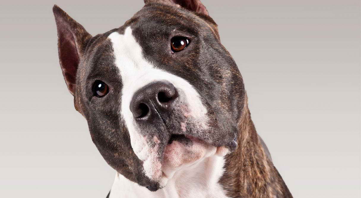 American Kennel Club Pit Bull