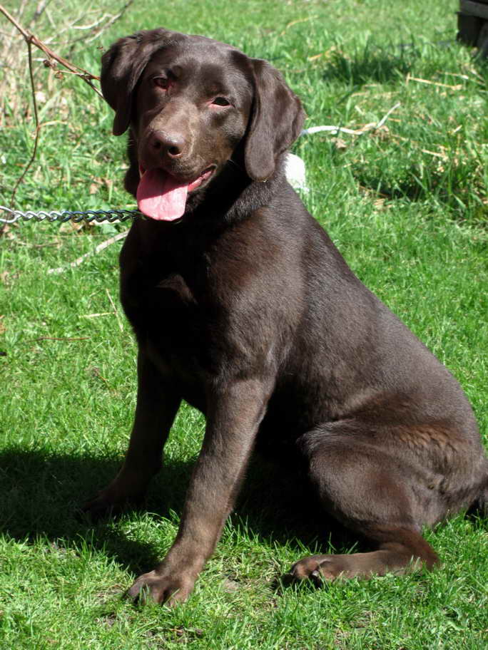 American Labrador Puppies For Sale