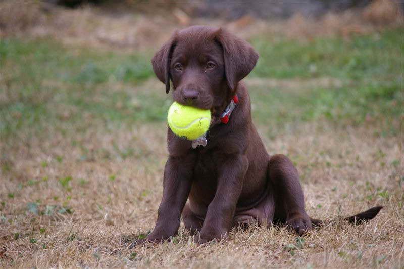 American Labrador Retriever Breeders