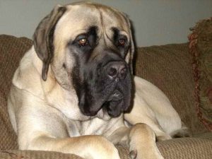 American Mastiff Adoption