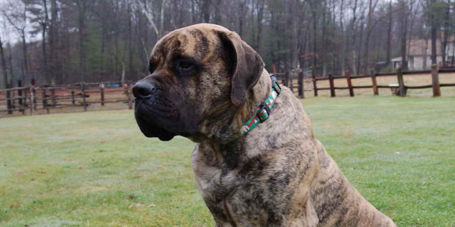 American Mastiff Breed