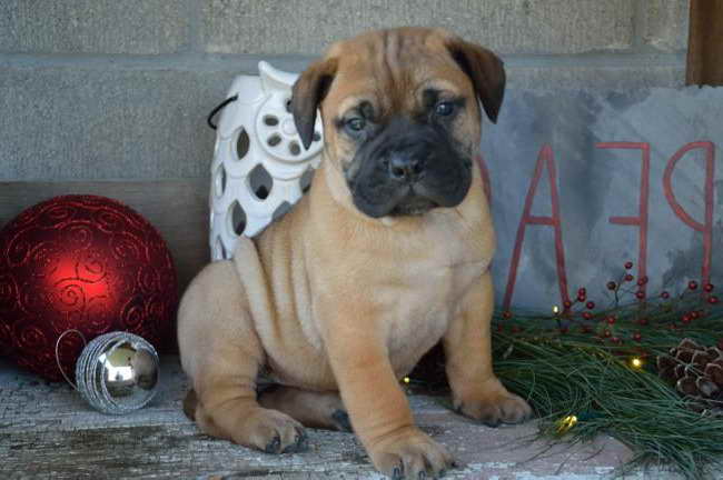 American Mastiff Puppies For Sale In Pa