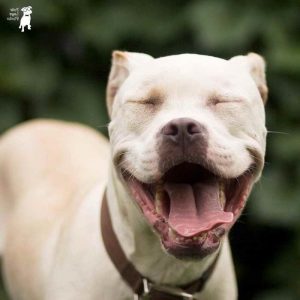 American Pit Bull Adoption