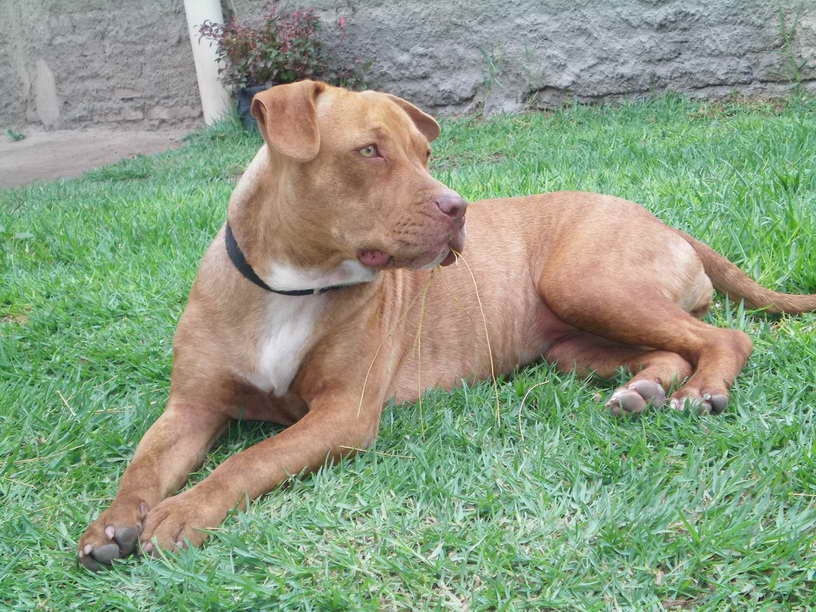 American Pit Bull Breeds