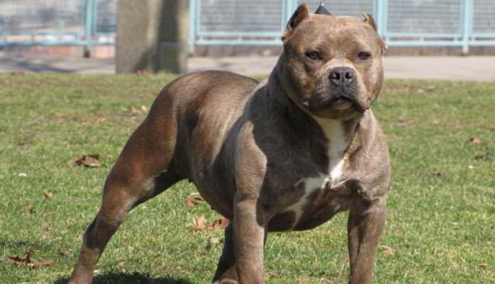 American Pit Bull Images