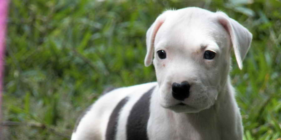 American Pit Bull Puppies