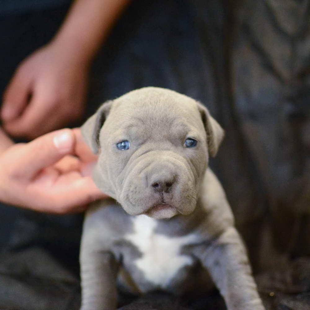 American Pit Bull Puppy