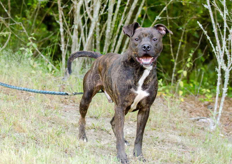 American Pit Bull Terrier For Adoption