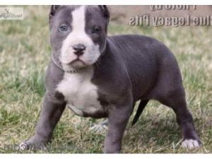American Pit Bull Terrier Puppies For Adoption