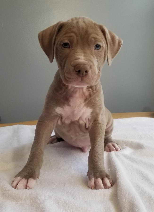 American Pit Bull Terrier Puppies