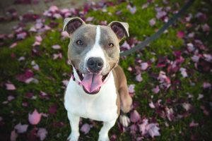 American Pit Bull Terrier Temperament Stubborn