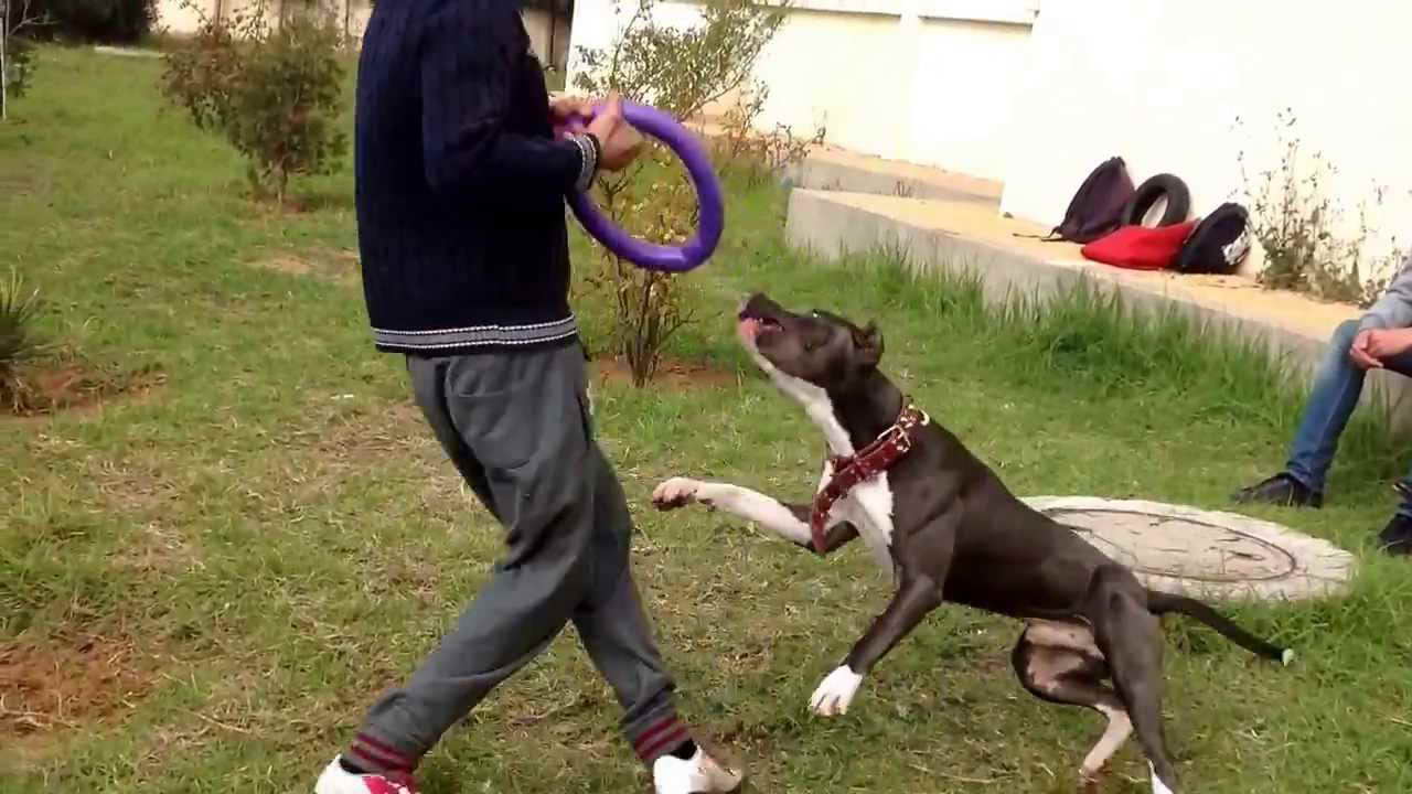 American Pit Bull Terrier Training