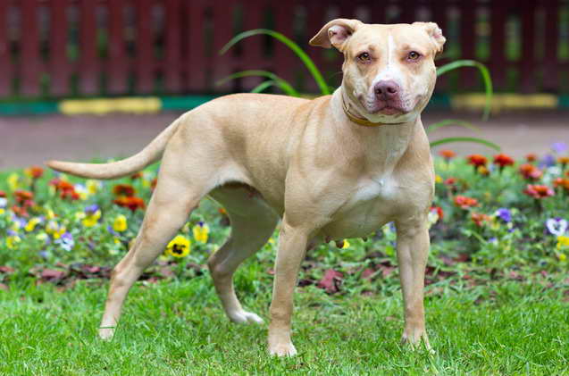 American Pit Terrier