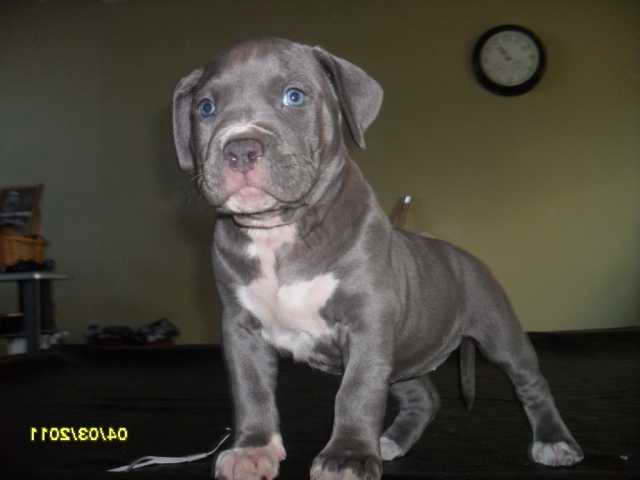 American Pitbull Terrier Adoption