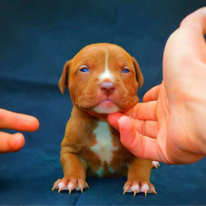 American Pitbull Terrier Blue Nose Puppies For Sale
