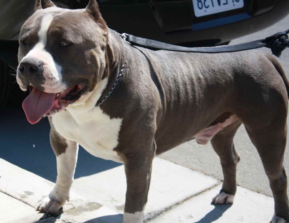 American Pitbull Terrier Breeders California