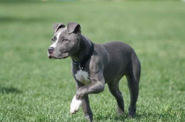 American Pitbull Terrier Breeders