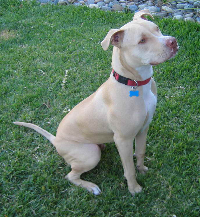 American Pitbull Terrier Female