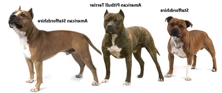 American Pitbull Terrier History