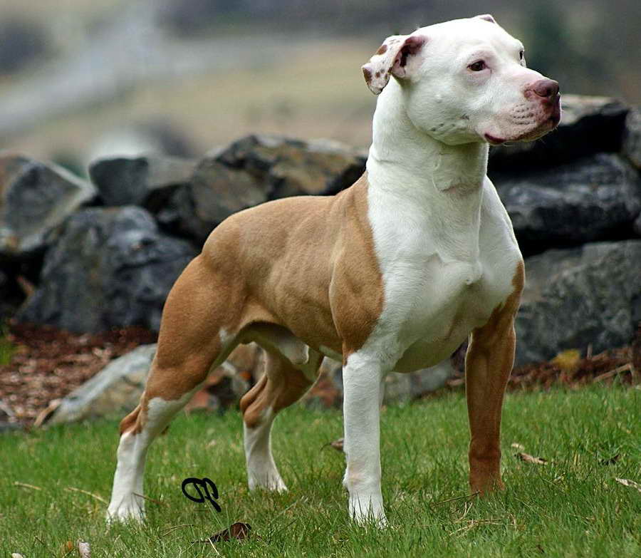American Pitbull Terrier Kennels PETSIDI