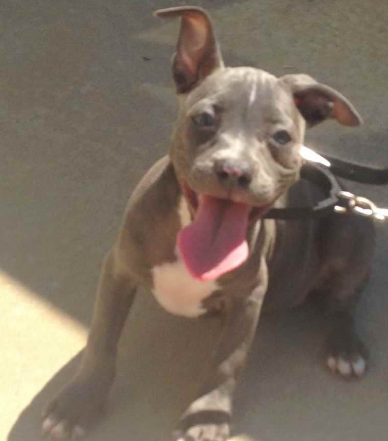 American Pitbull Terrier Puppies For Sale Near Me