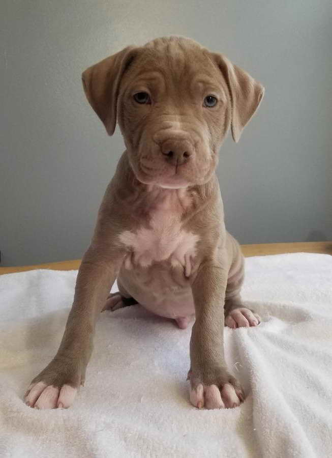 American Pitbull Terrier Puppy
