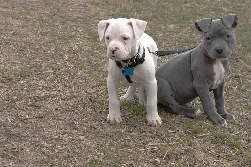 American Pitbull Terrier Pups