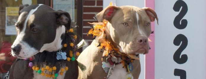 American Pitbull Terrier Rescue