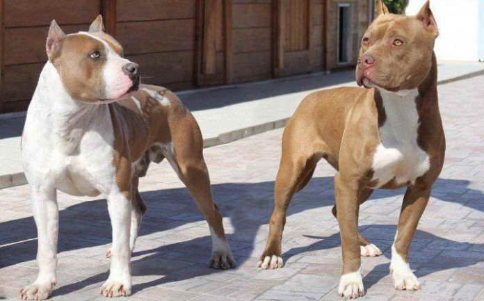 American Pitbull Terrier Temperament Aggressive