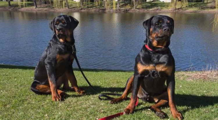 American Rottweiler Club Breeders