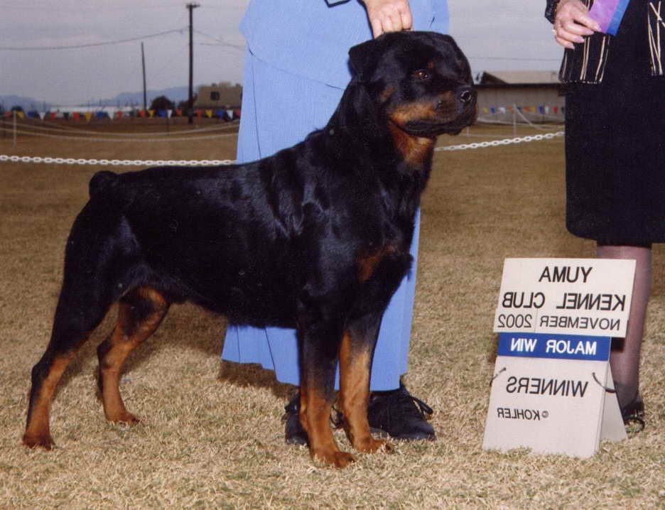 American Rottweiler Puppies For Sale In California