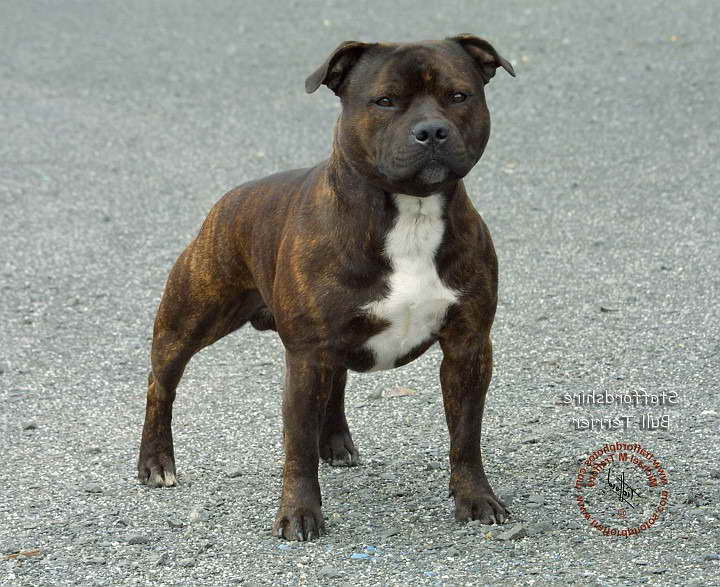 american staffordshire bull terrier for sale