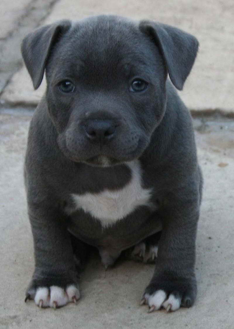 American Staffordshire Bull Terrier Puppies