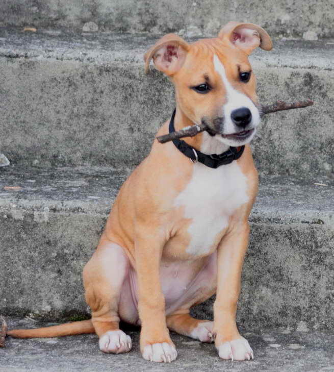 American Staffordshire Terrier Adoption