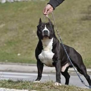 American Staffordshire Terrier For Sale