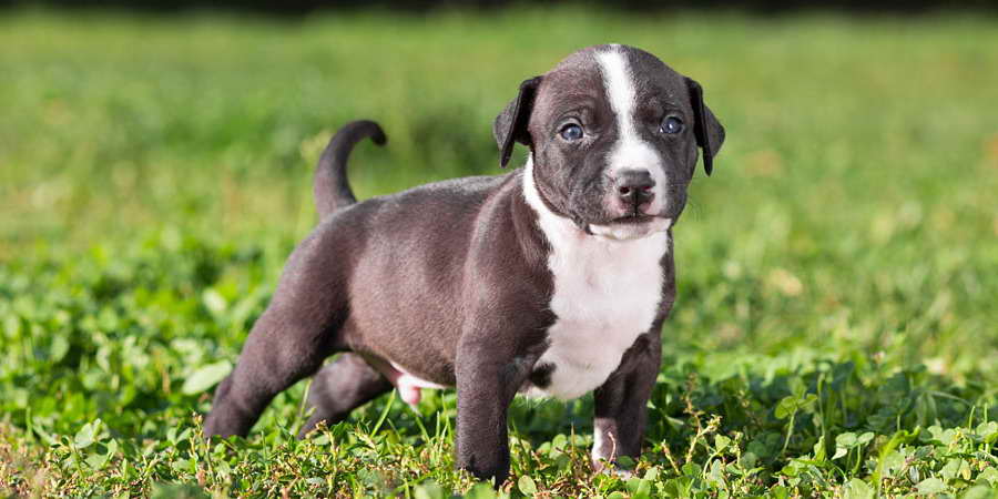 American Staffordshire Terrier Price