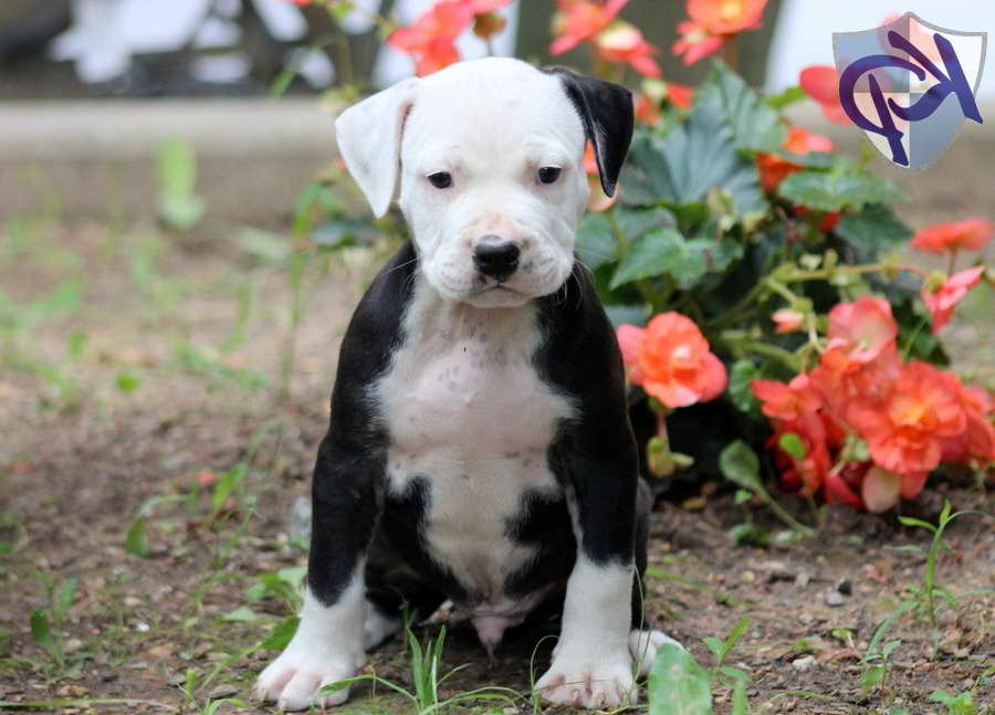 American Staffordshire Terrier Puppies For Sale In Pa