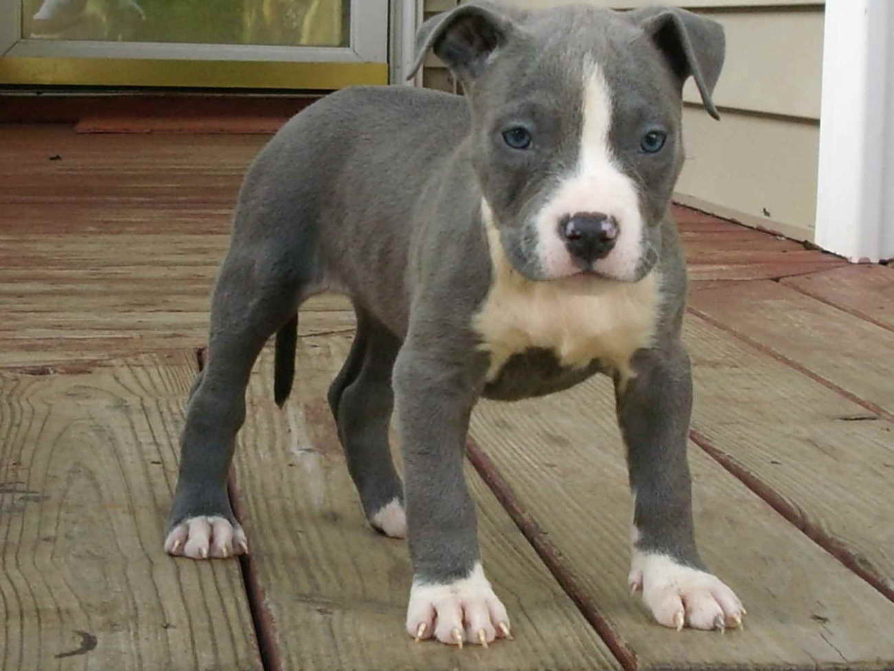 23+ American Staffordshire Terrier Puppies Near Me