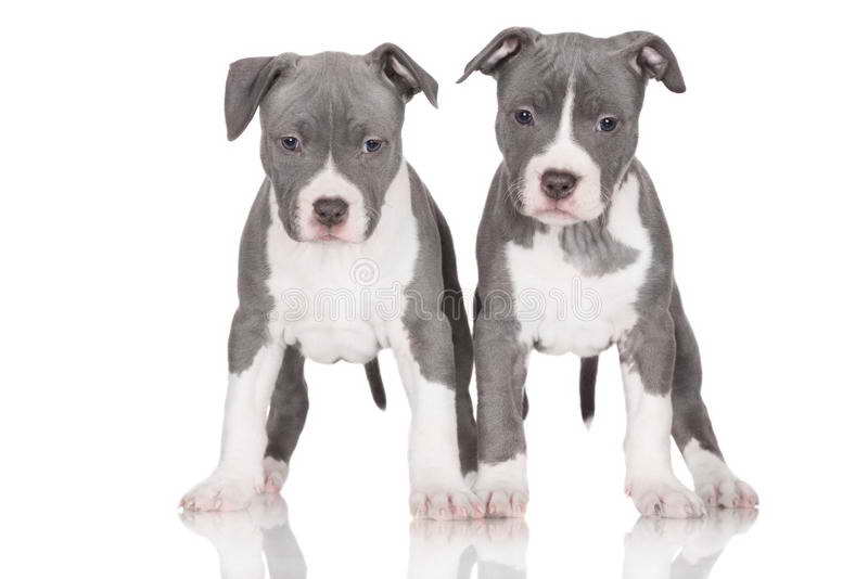 American Staffordshire Terrier Rescue