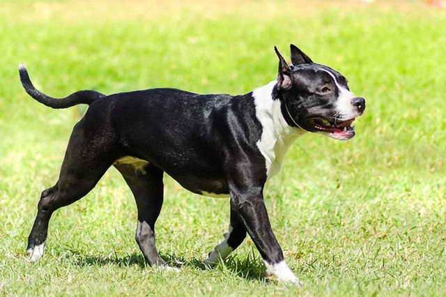 American Staffordshire Terrier Temperment