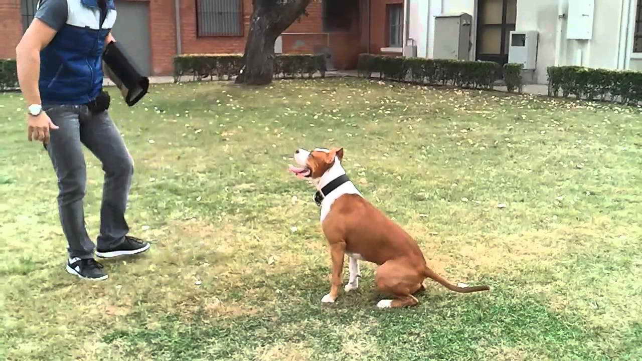 American Staffordshire Terrier Training
