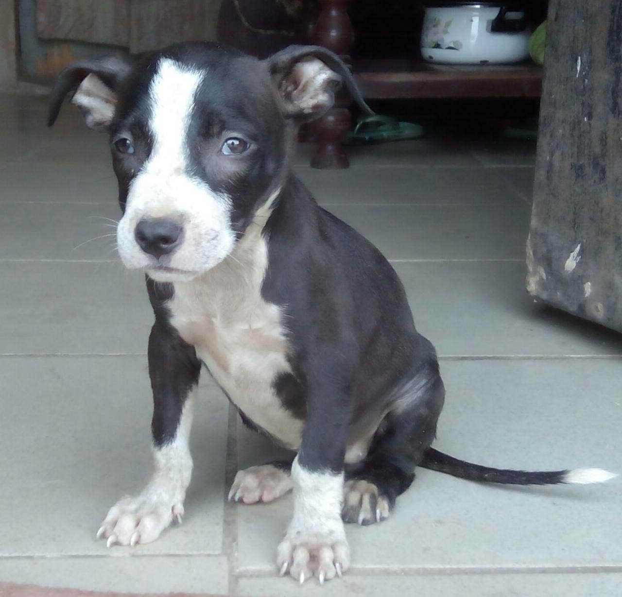 American Terrier Pitbull Puppies For Sale